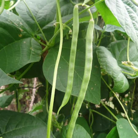 Bed & Breakfast La Fontenelle D'hotes